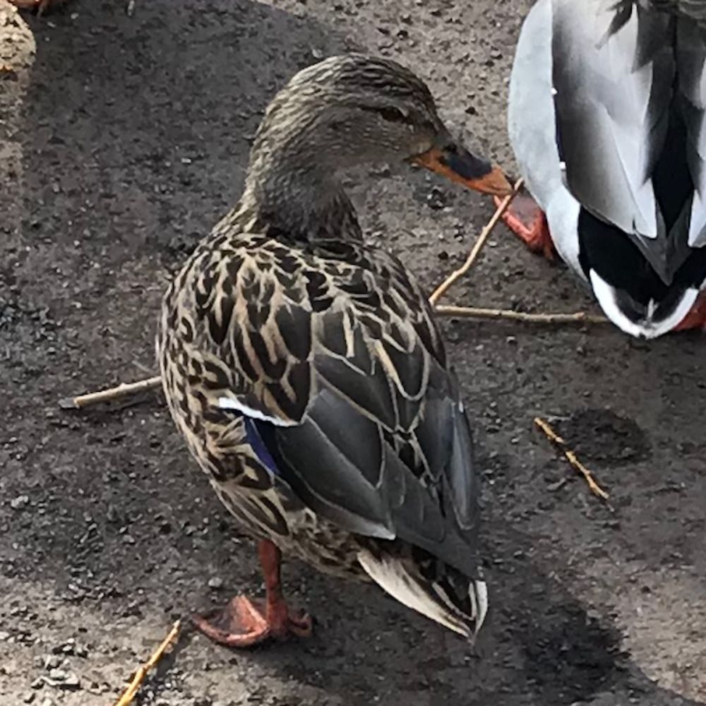 boss duck