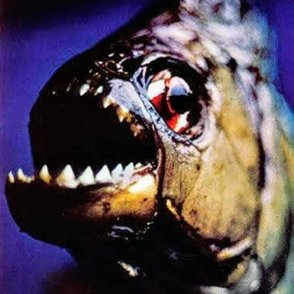pristigaster
