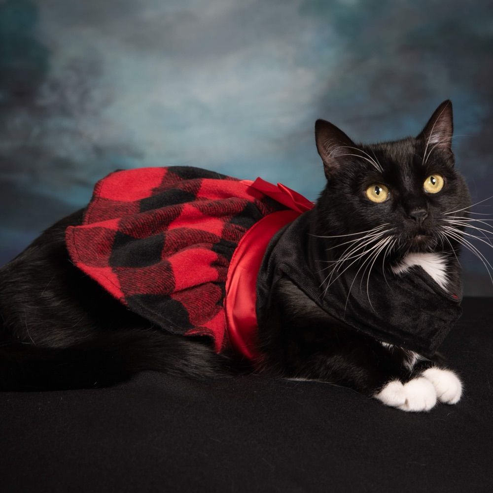 Tiny Tim’s Tiny Foster Family