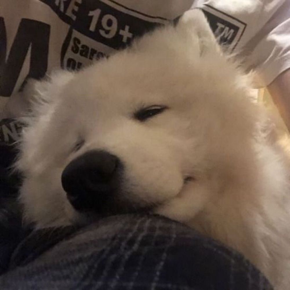 Ham! 🐾