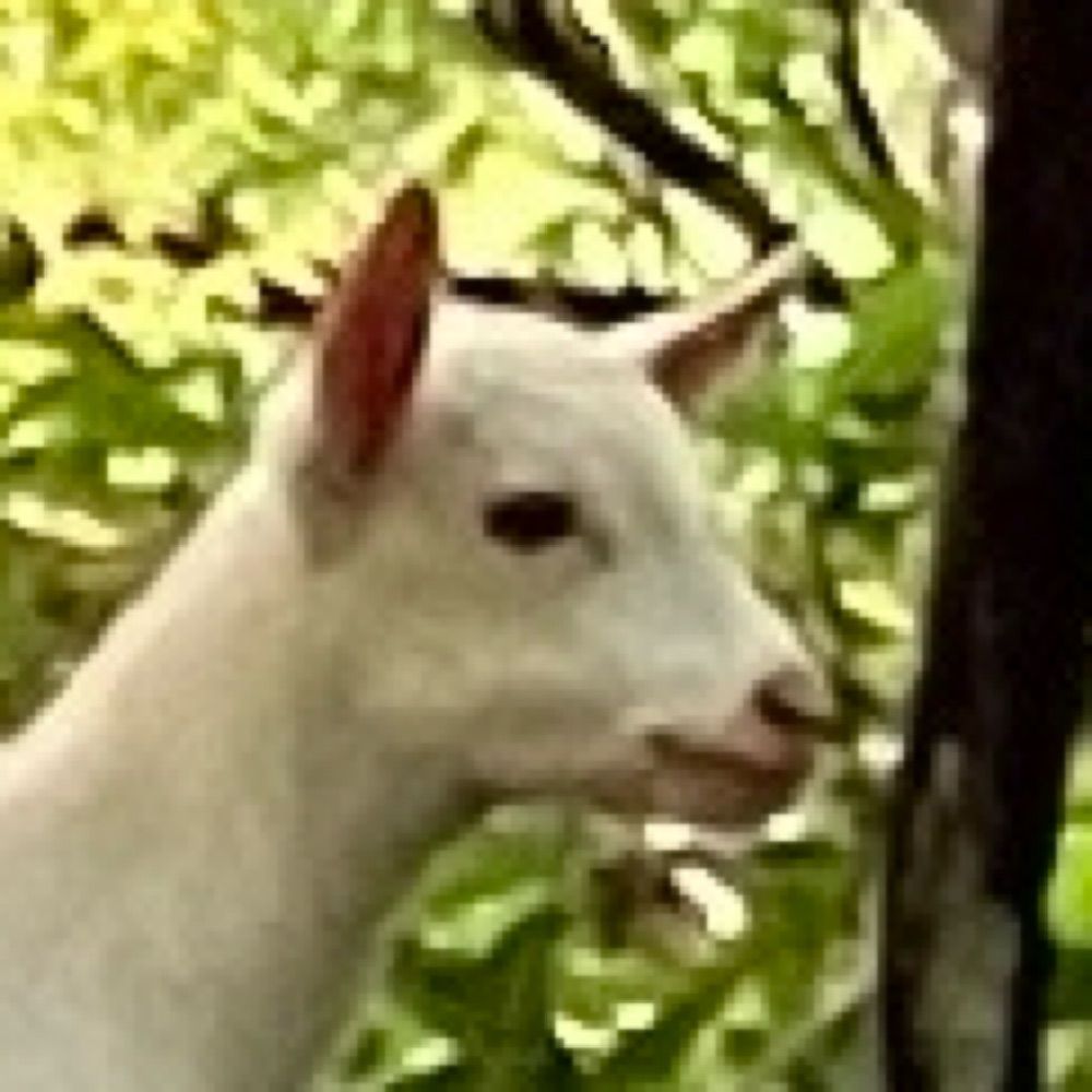 nitamagou.bsky.social