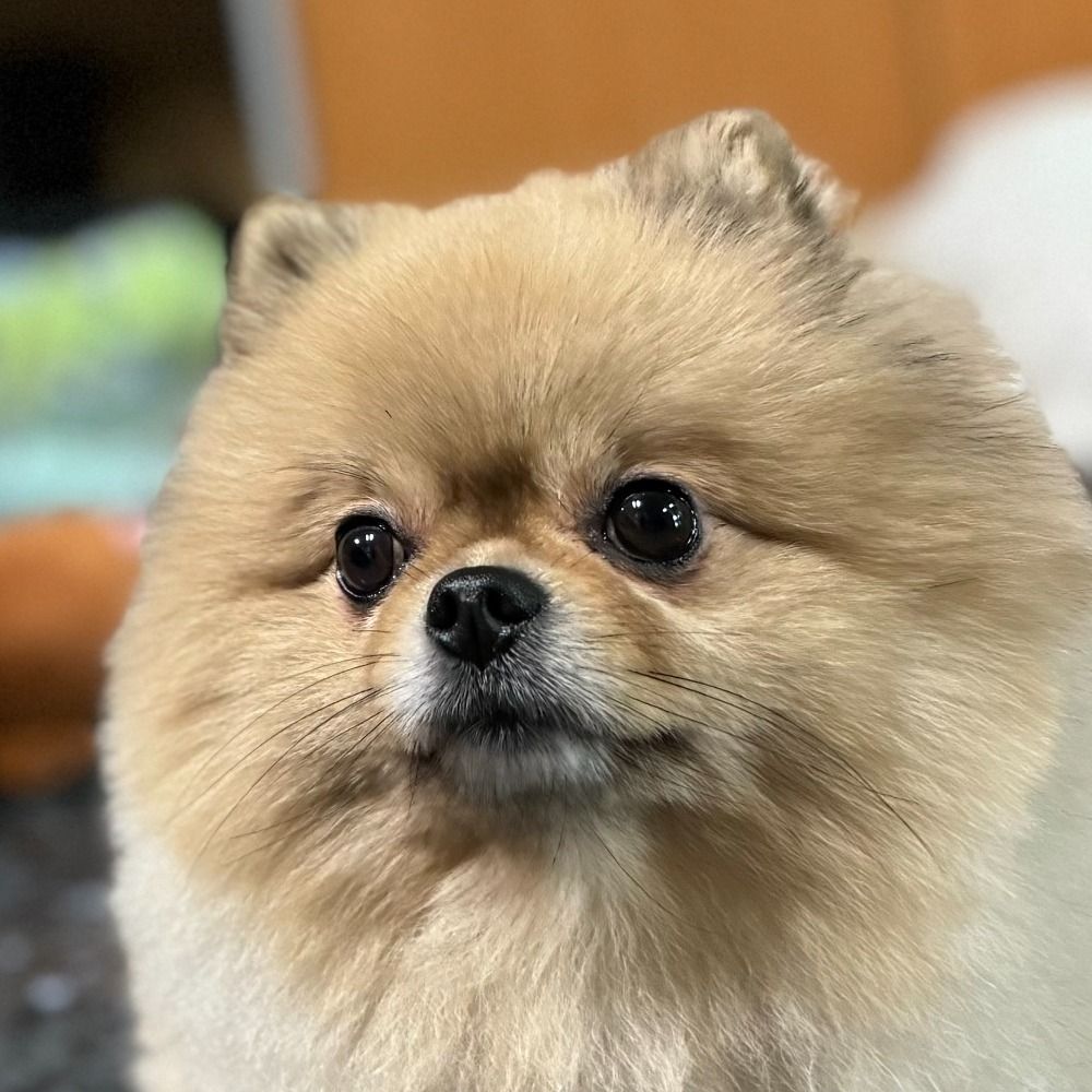 るいファン