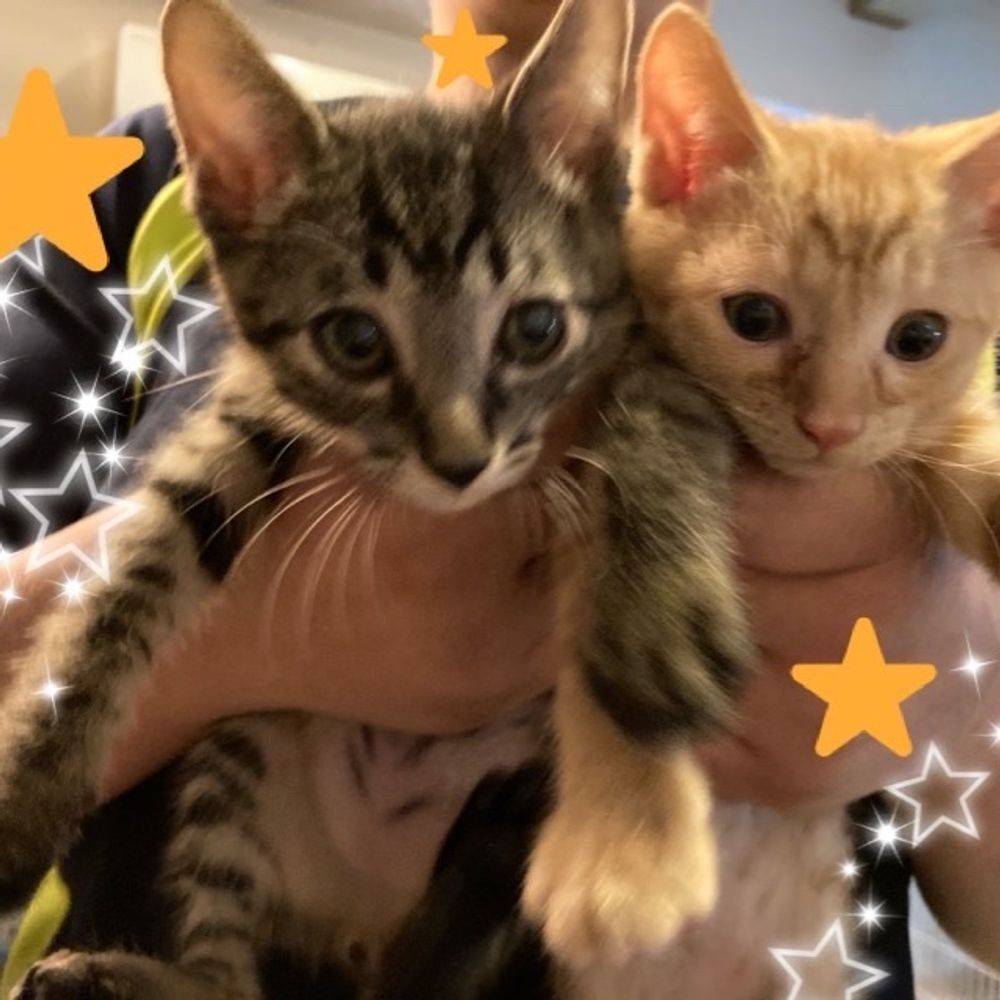 🐾ᒪᑌᑕᗩ　ルーカ🧸