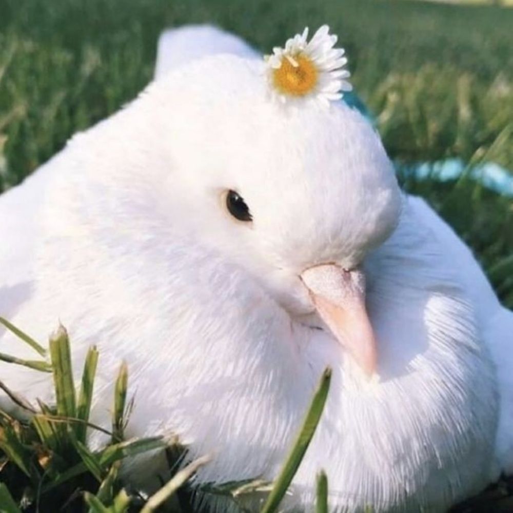 daily bird 🕊️🦆🐦