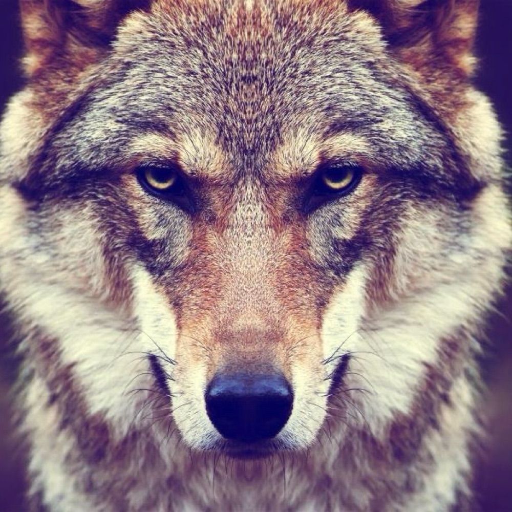 GreyWolf
