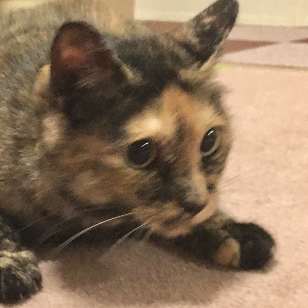 ねこおやき