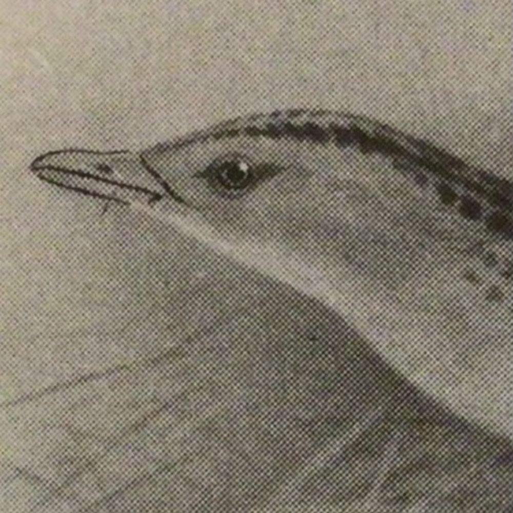 Cornecraik