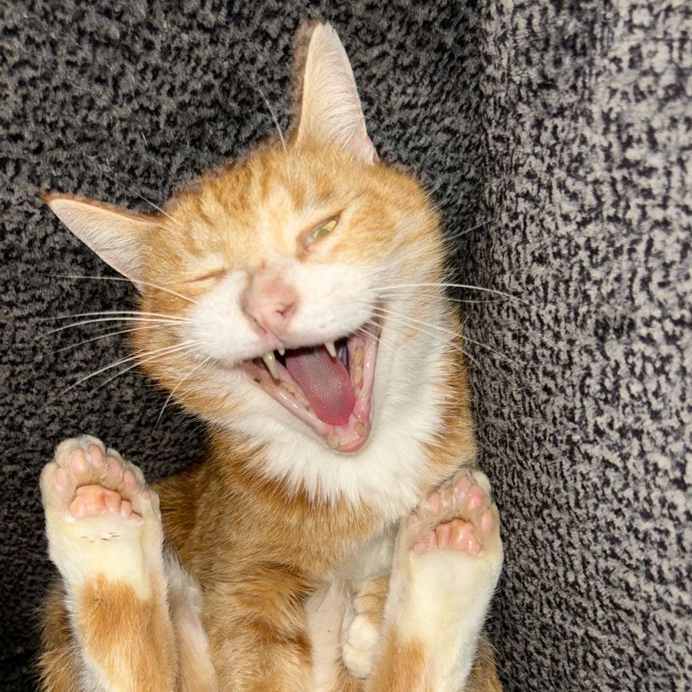 Kat in the Chat