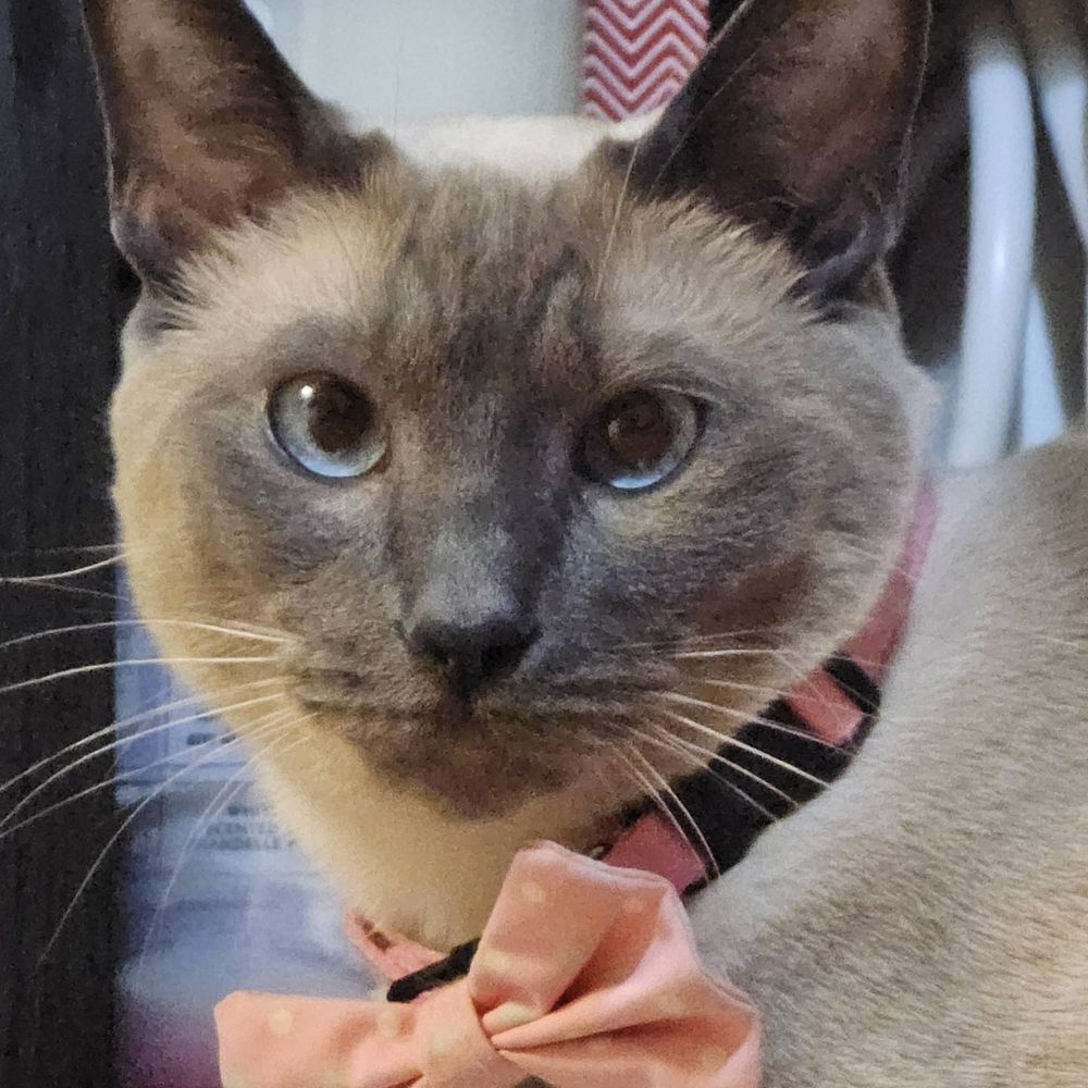 Mint the Cat