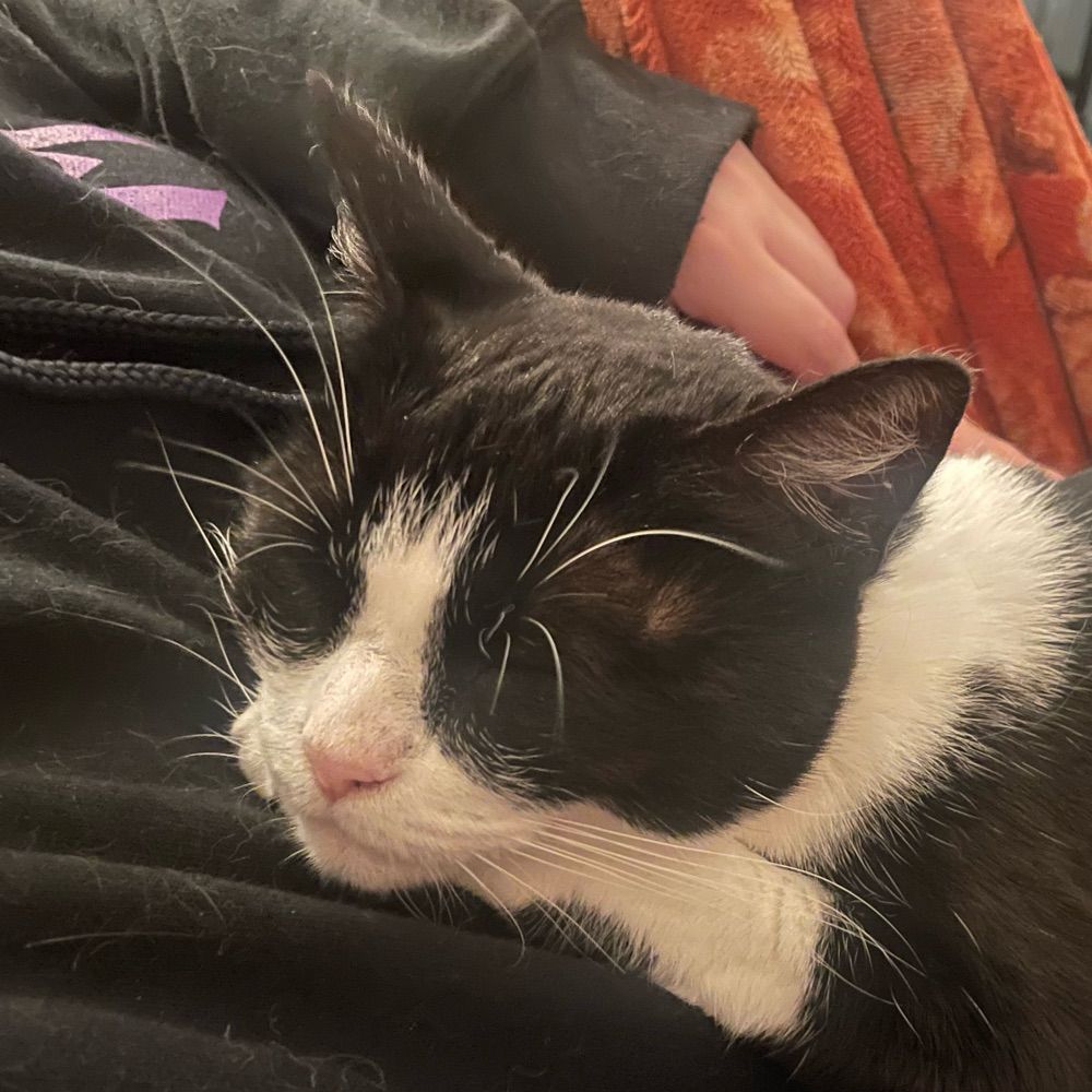 The Kitty Lady