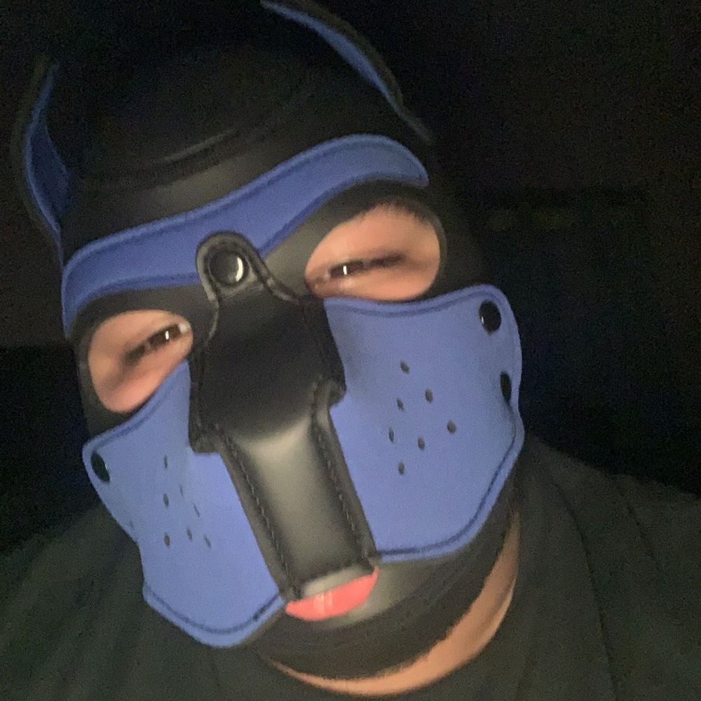 Pup Indigo