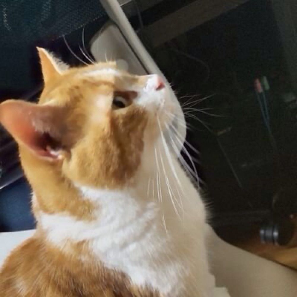 poko