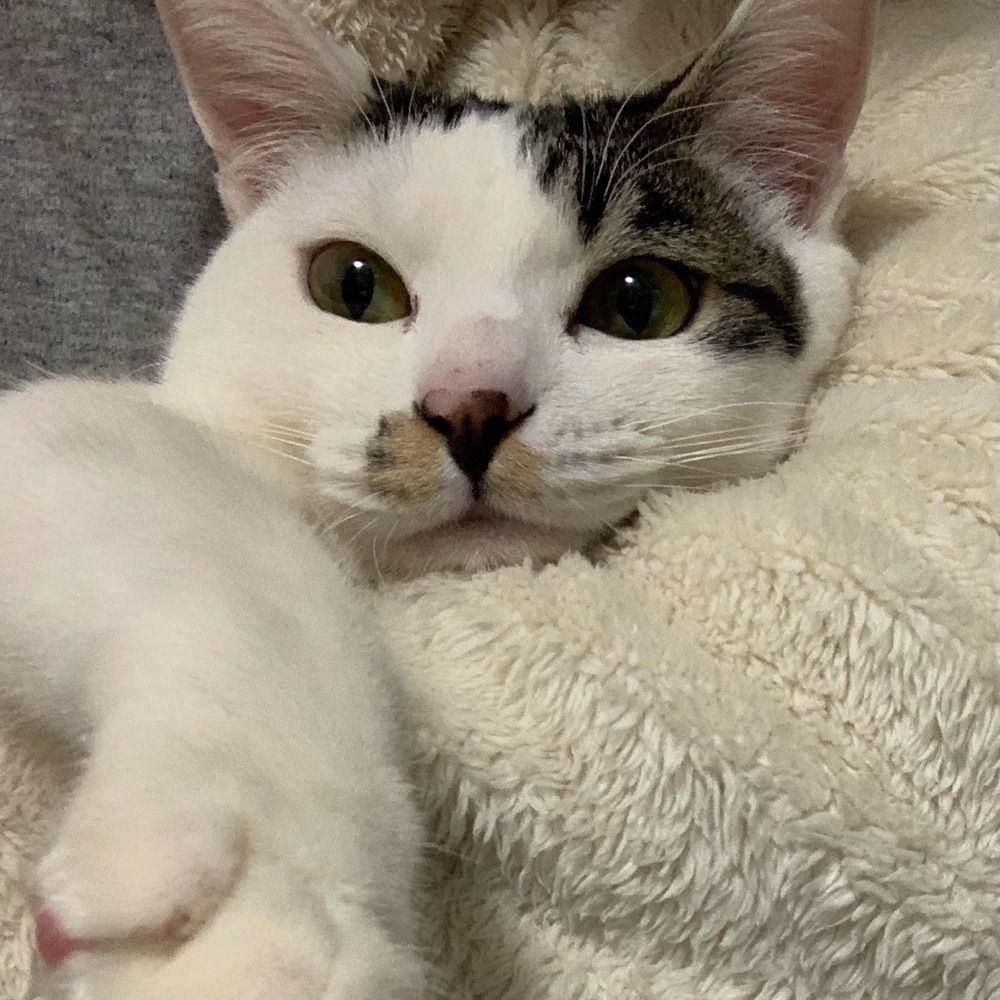 ぴこ