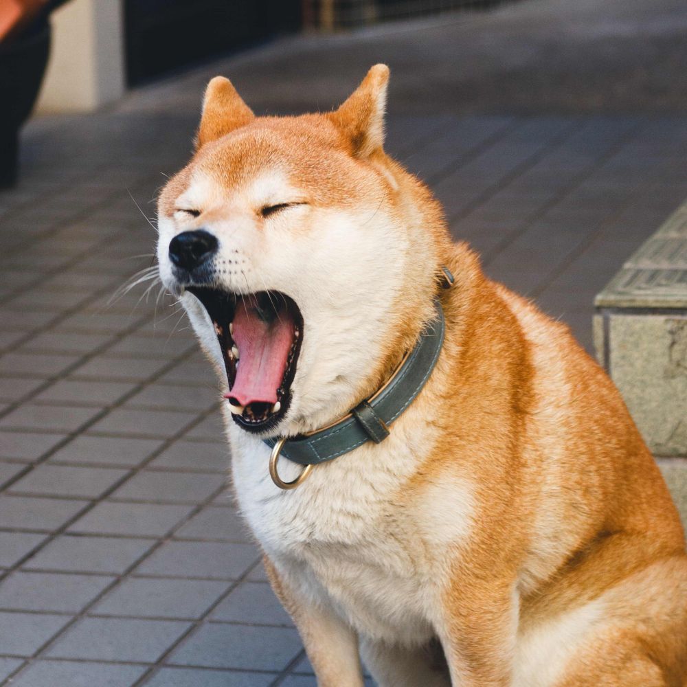 しば🐕 ͗ ͗