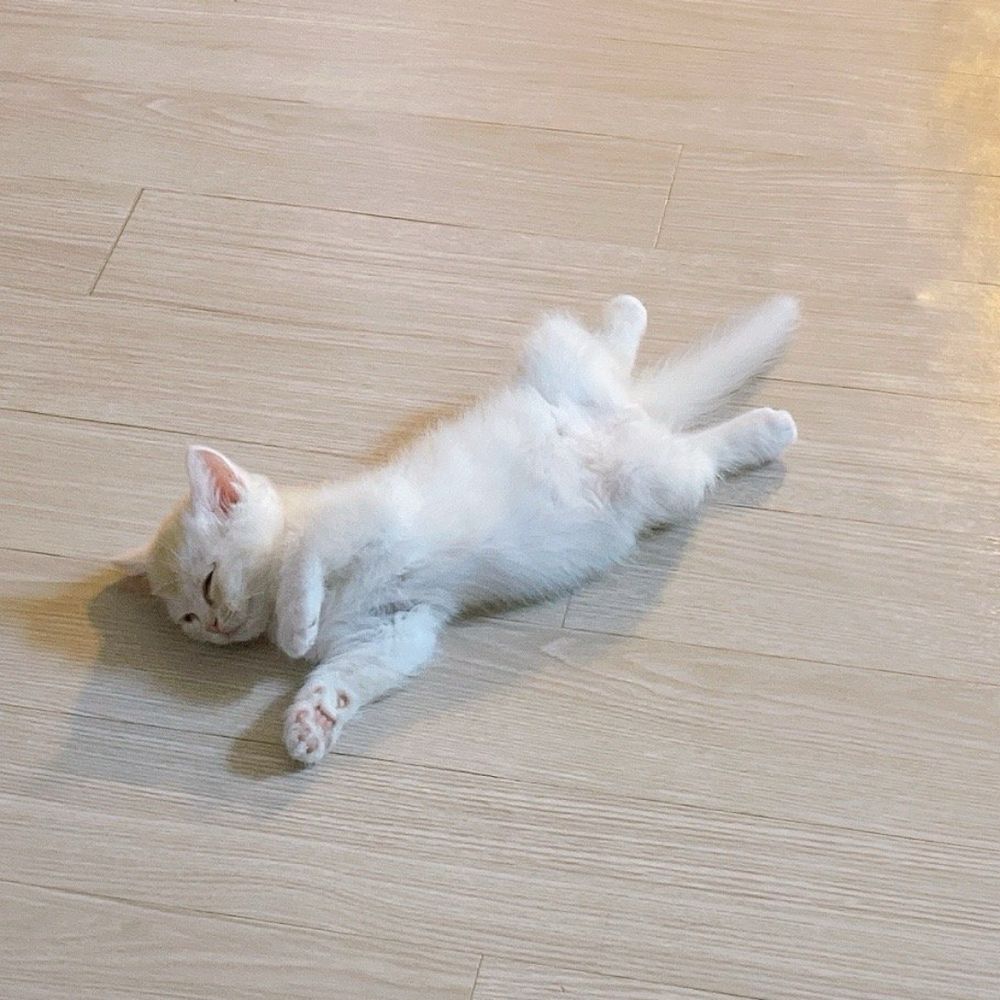 파이