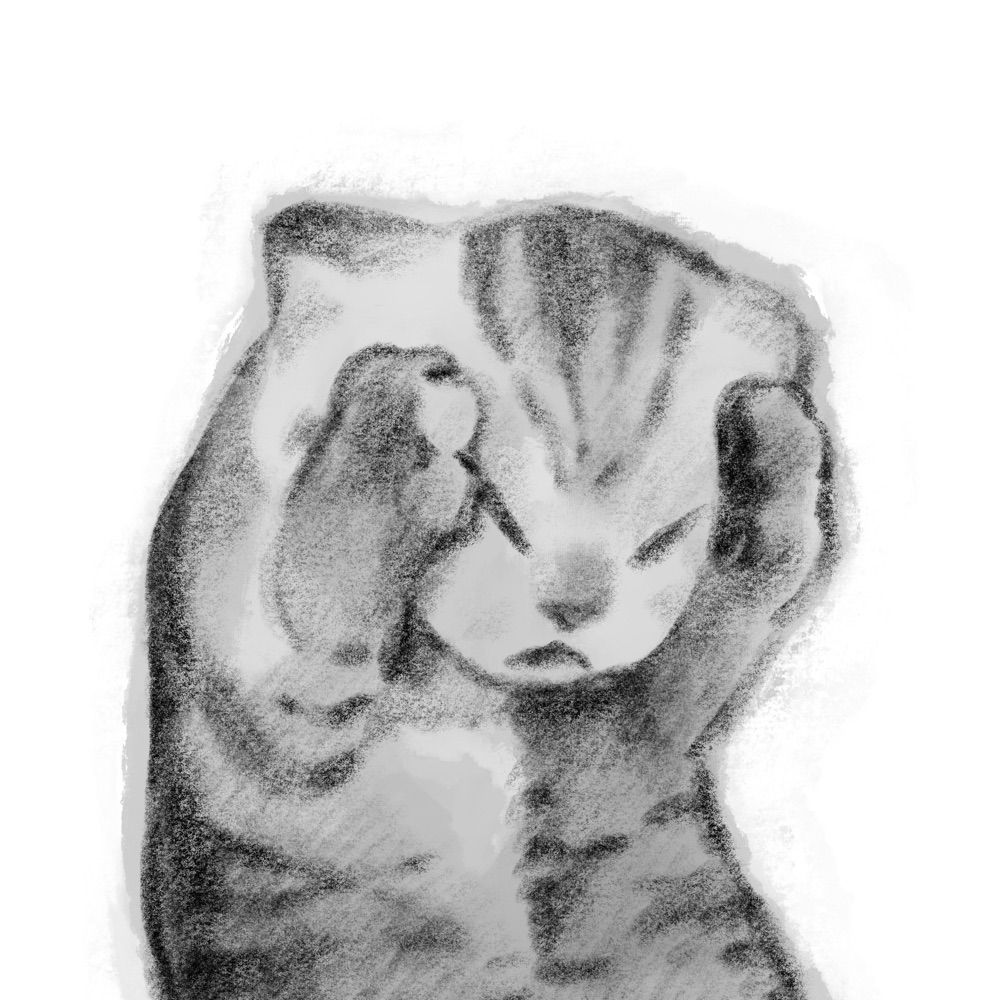 昨日生きてた猫