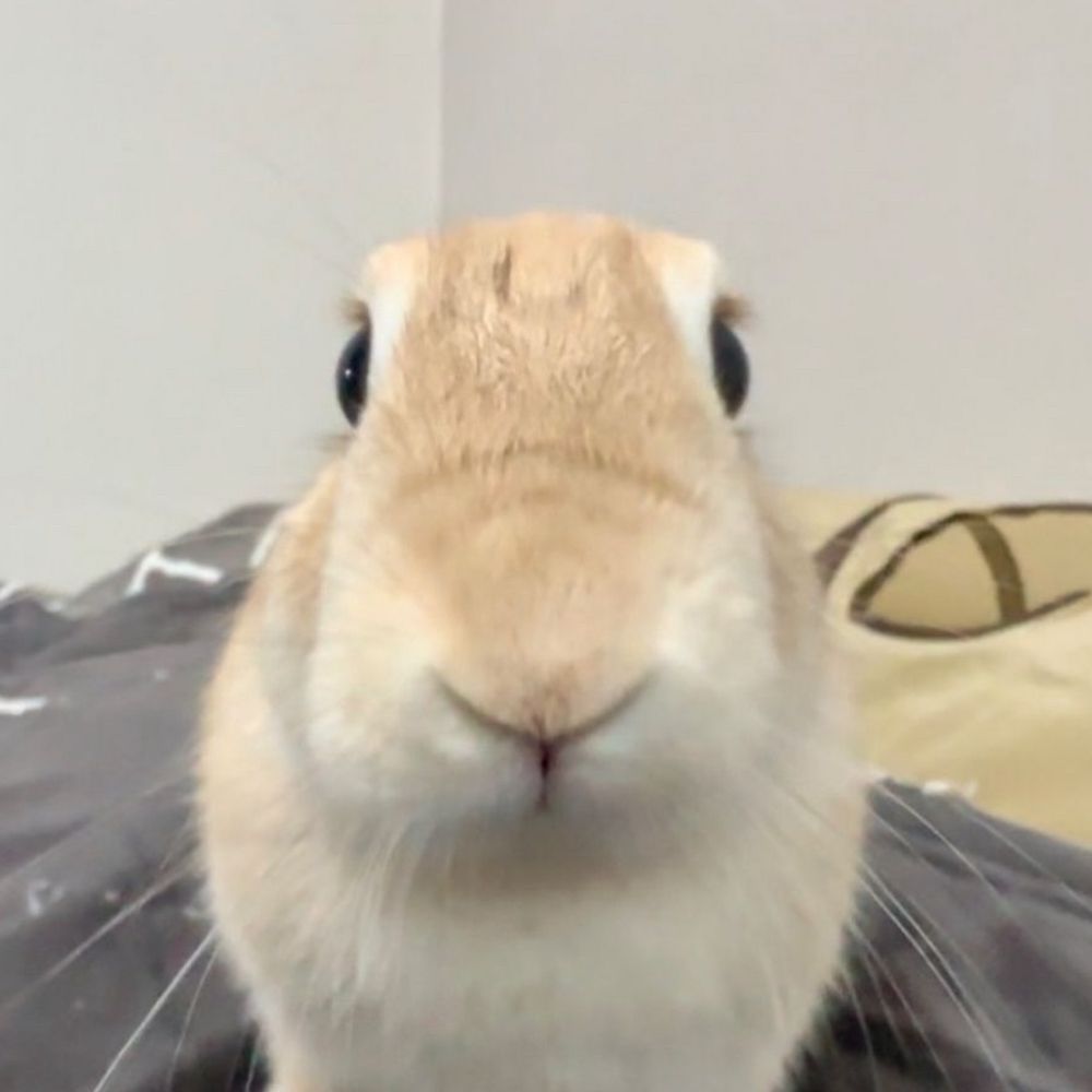 Pepper(mint)