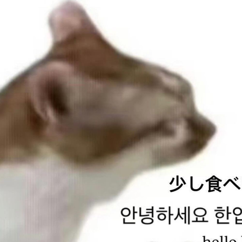赤猫