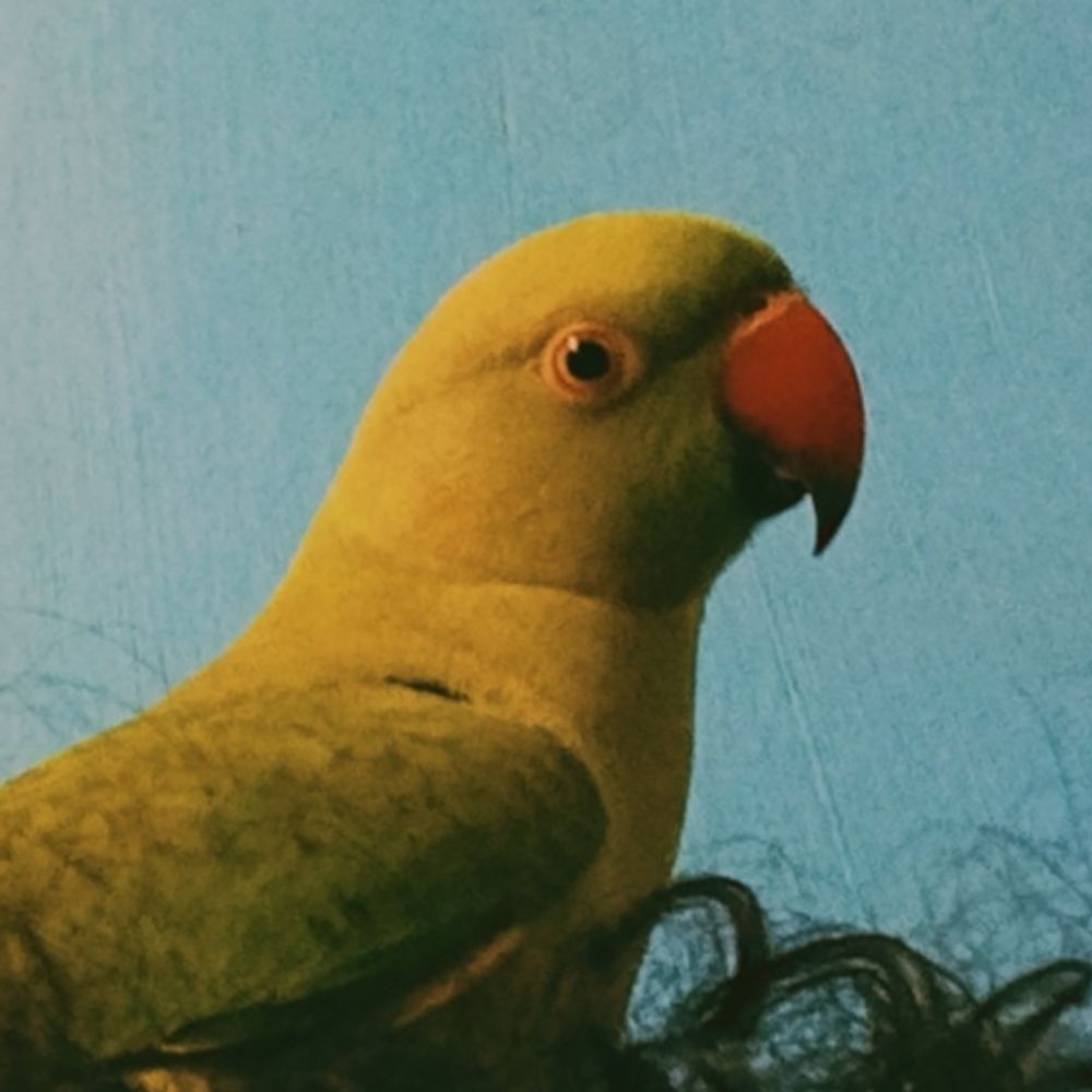 Grim Something (& Miko the Parrot)