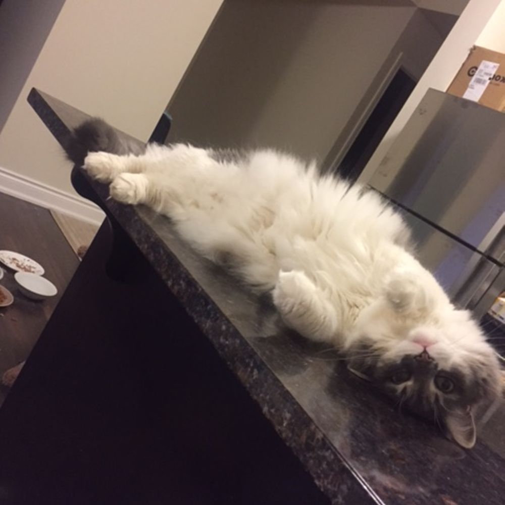 SimonTheCat