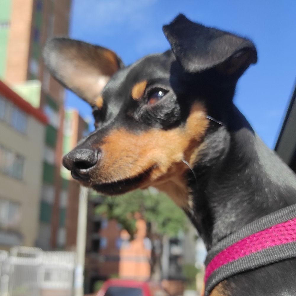 nequicia.bsky.social