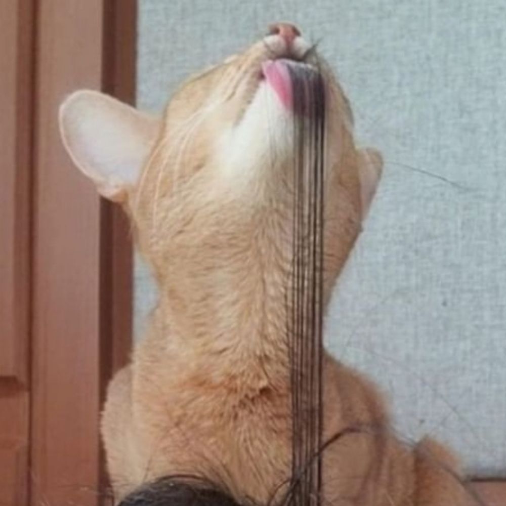 네오