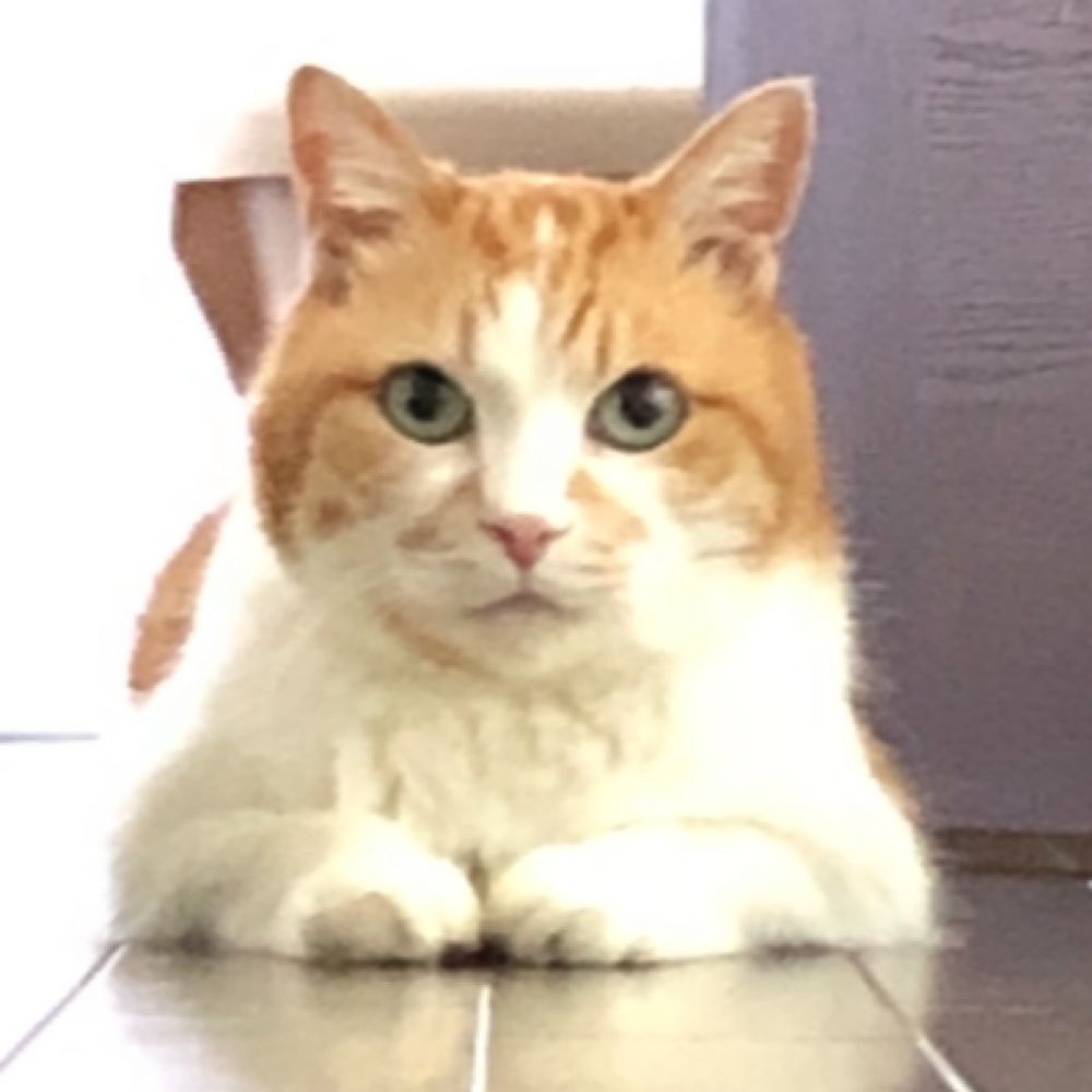 🦁きよま