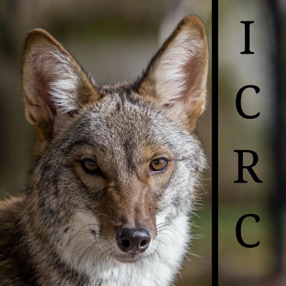 Indiana Coyote Rescue Center's avatar
