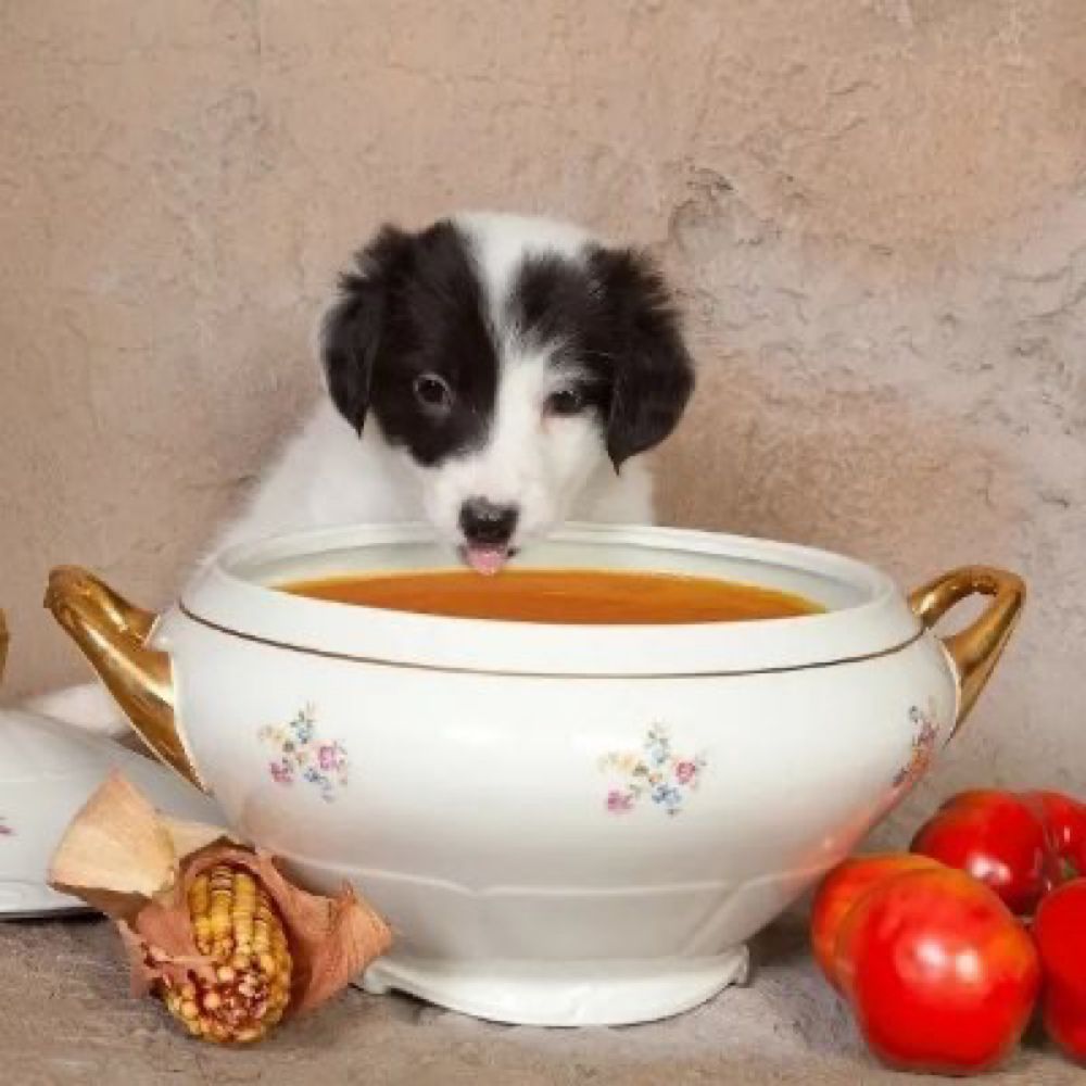 soup