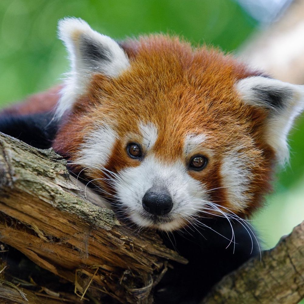 Red Panda Daily