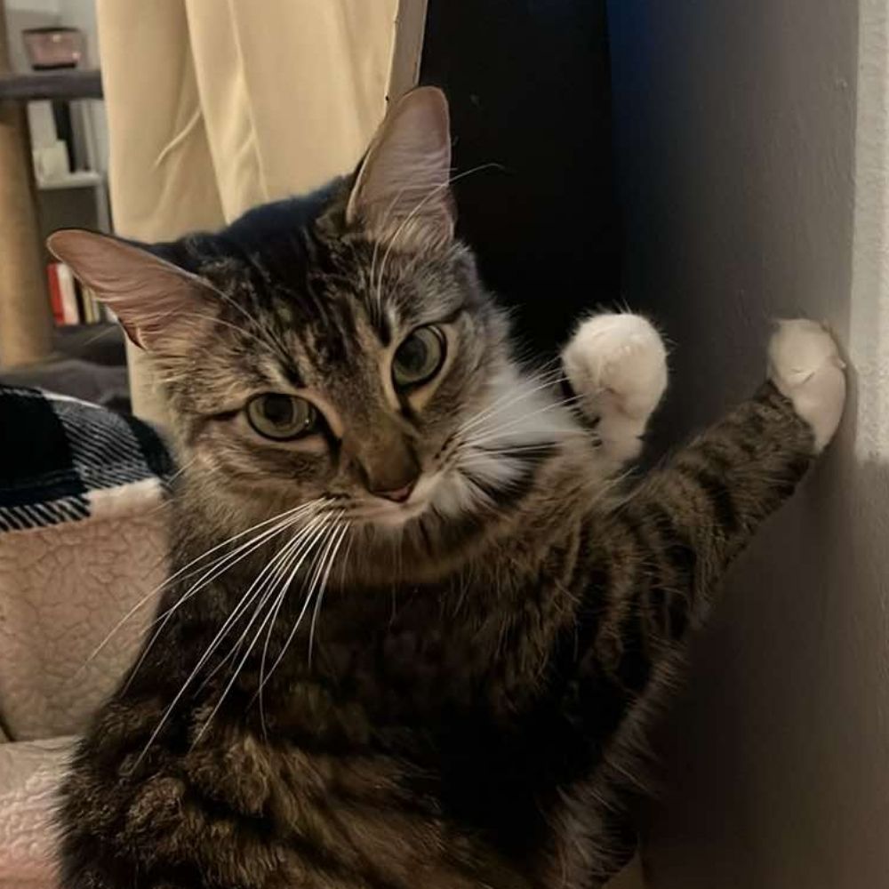 Ollie Man