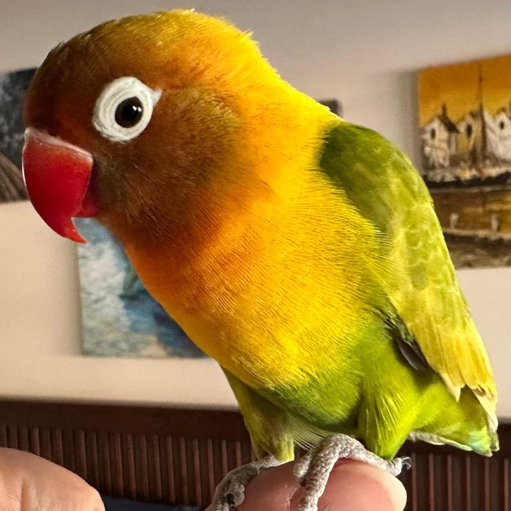 Reeny