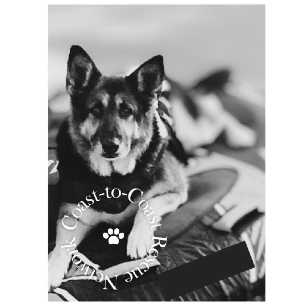 Coast-to-Coast Animal Rescue Network