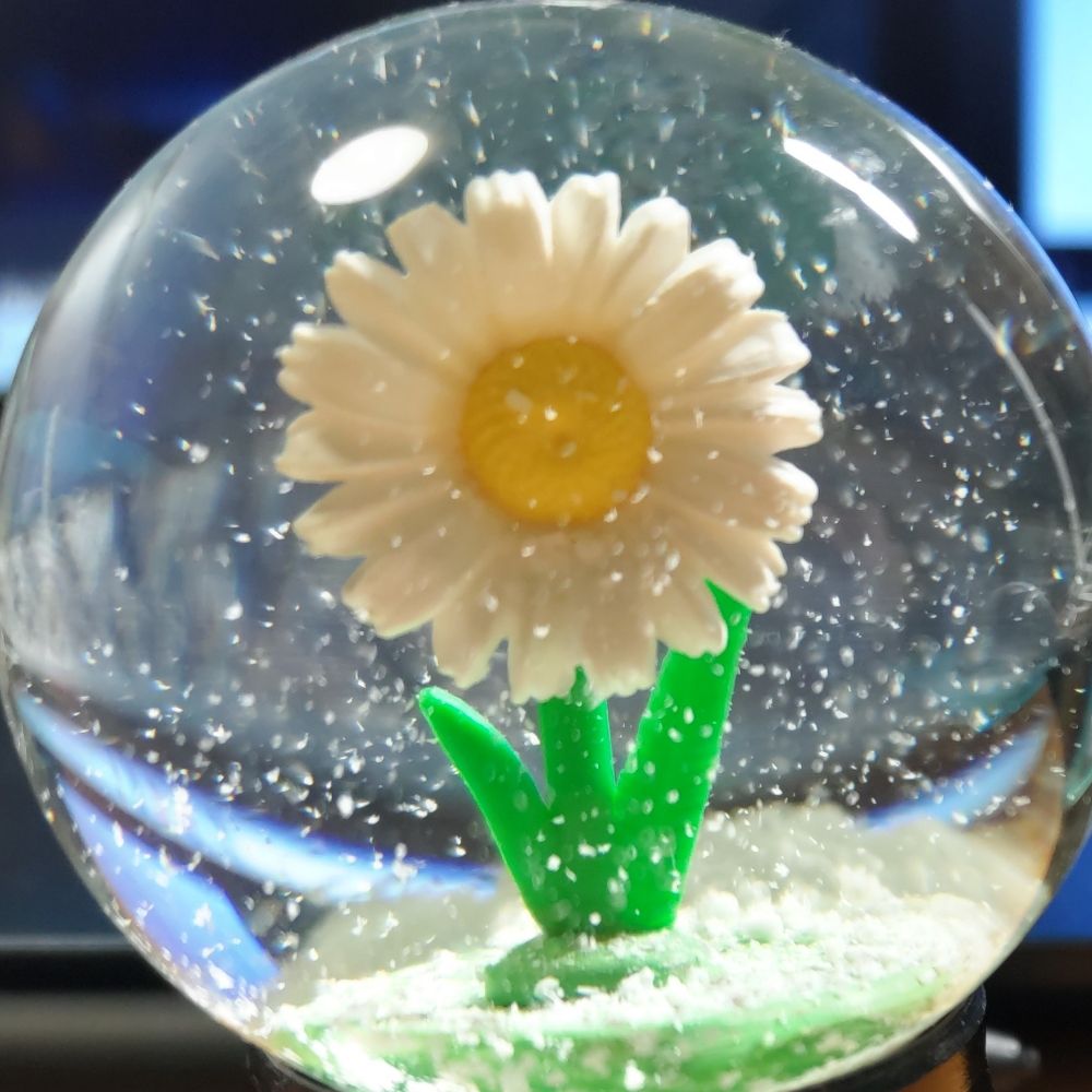花まめ