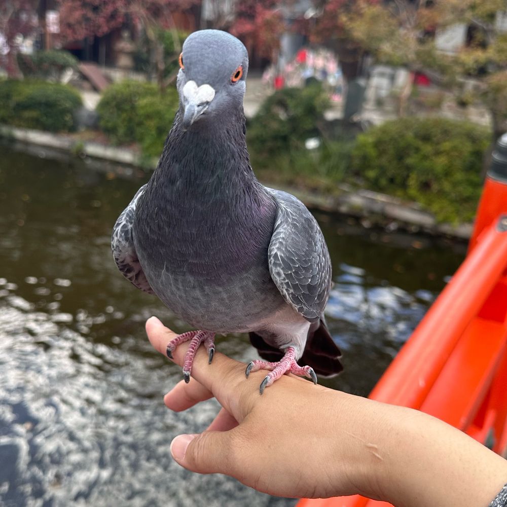 ぽっぽ
