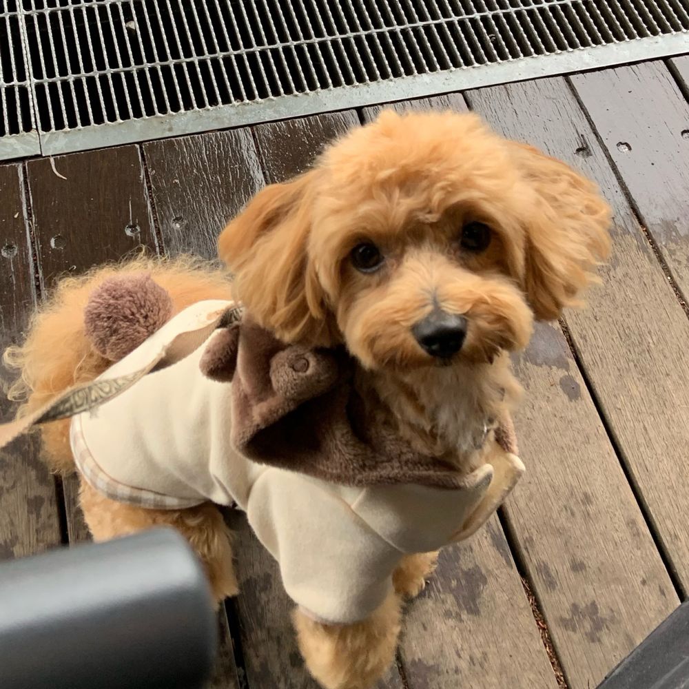 🐶すい🐾