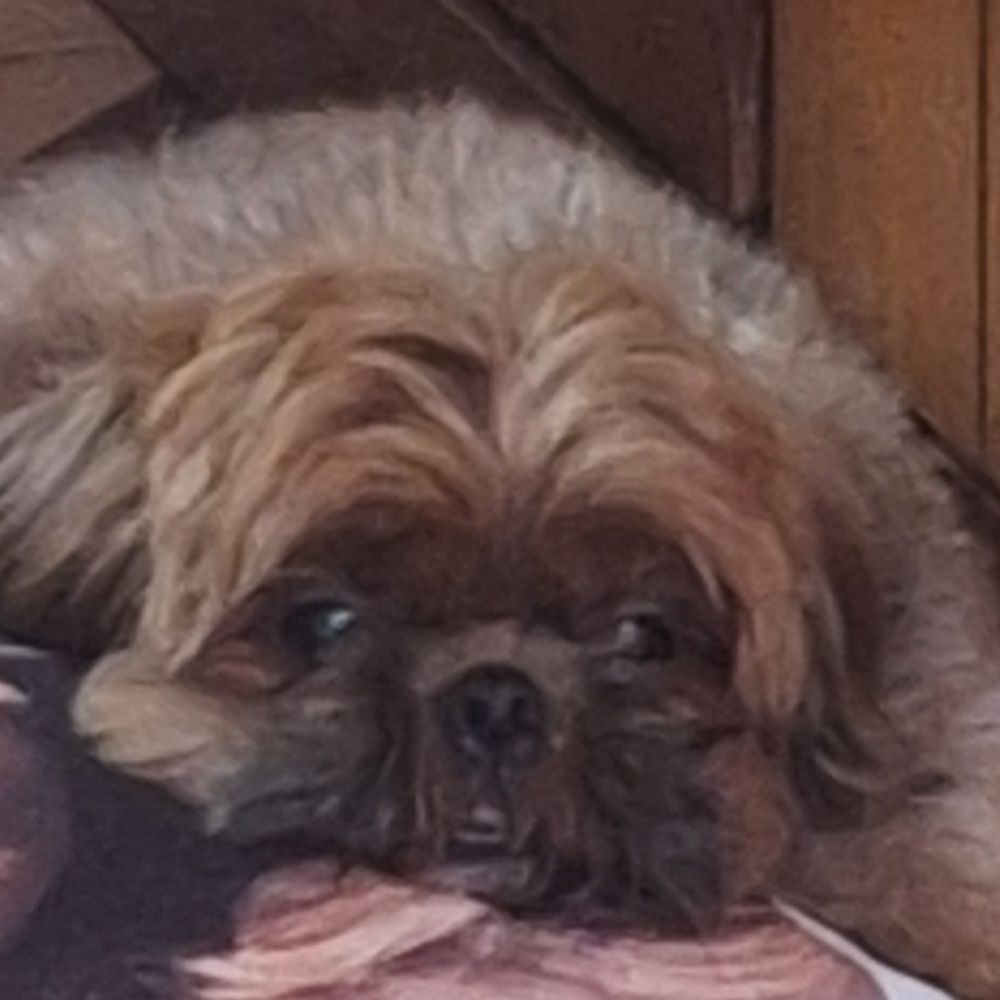 pedro ★彡