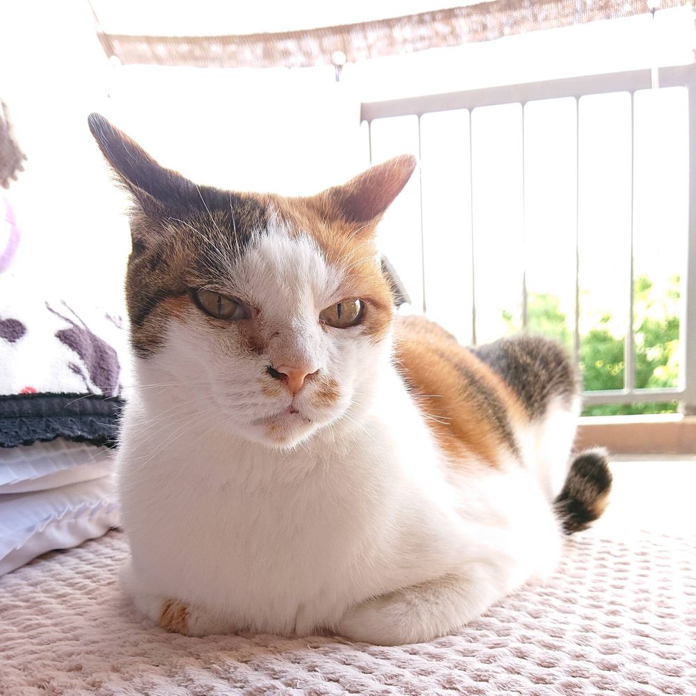 とらじ