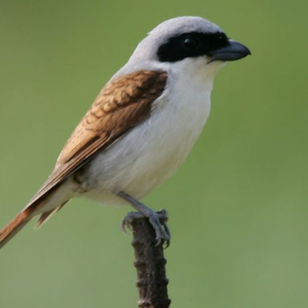 tiger_shrike