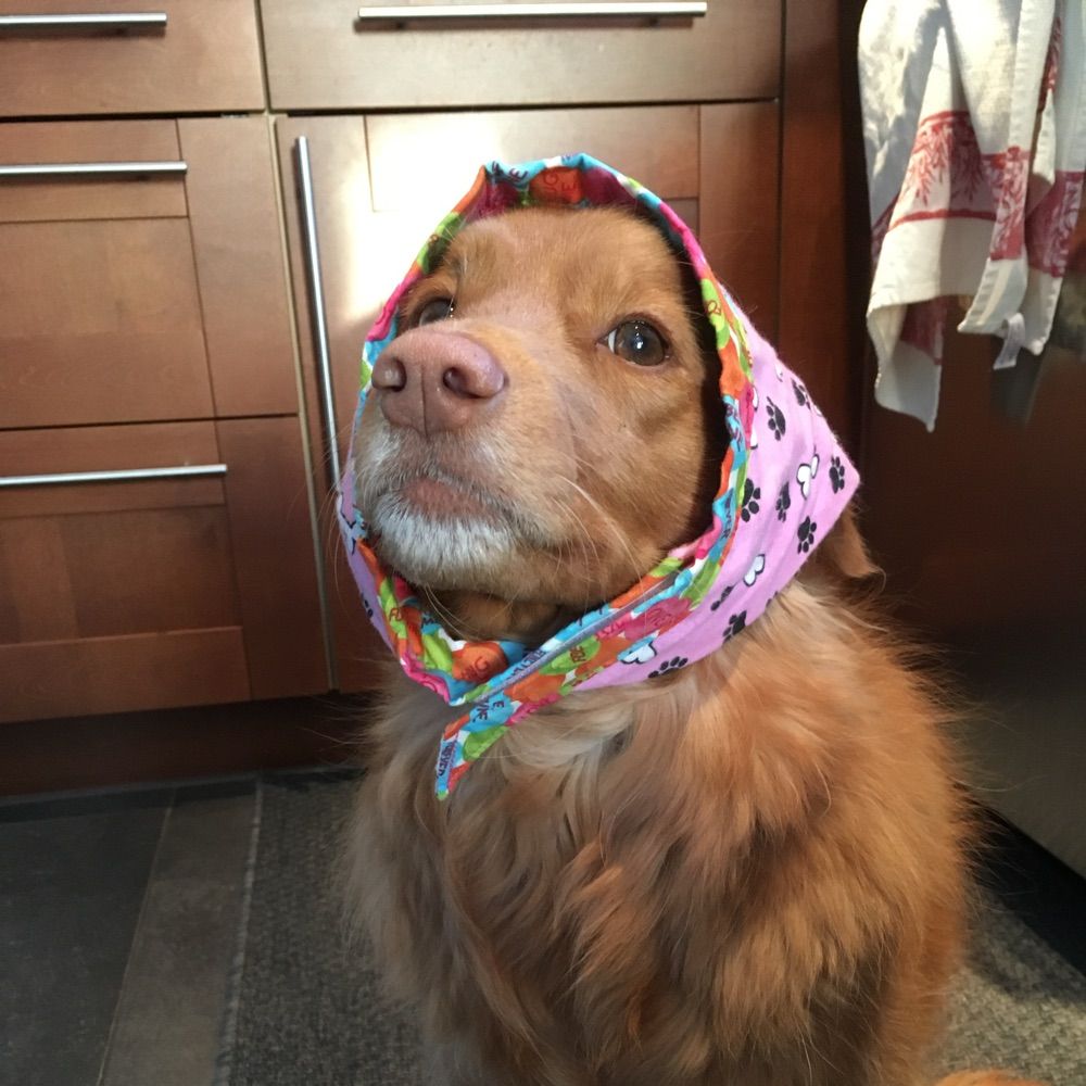 LAKski Tollers