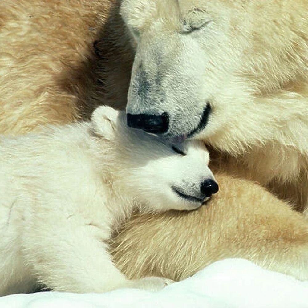 Mama Bear ❤️🐻🌱