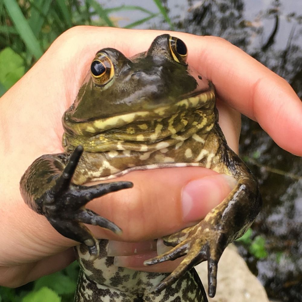 nellonearth.bsky.social