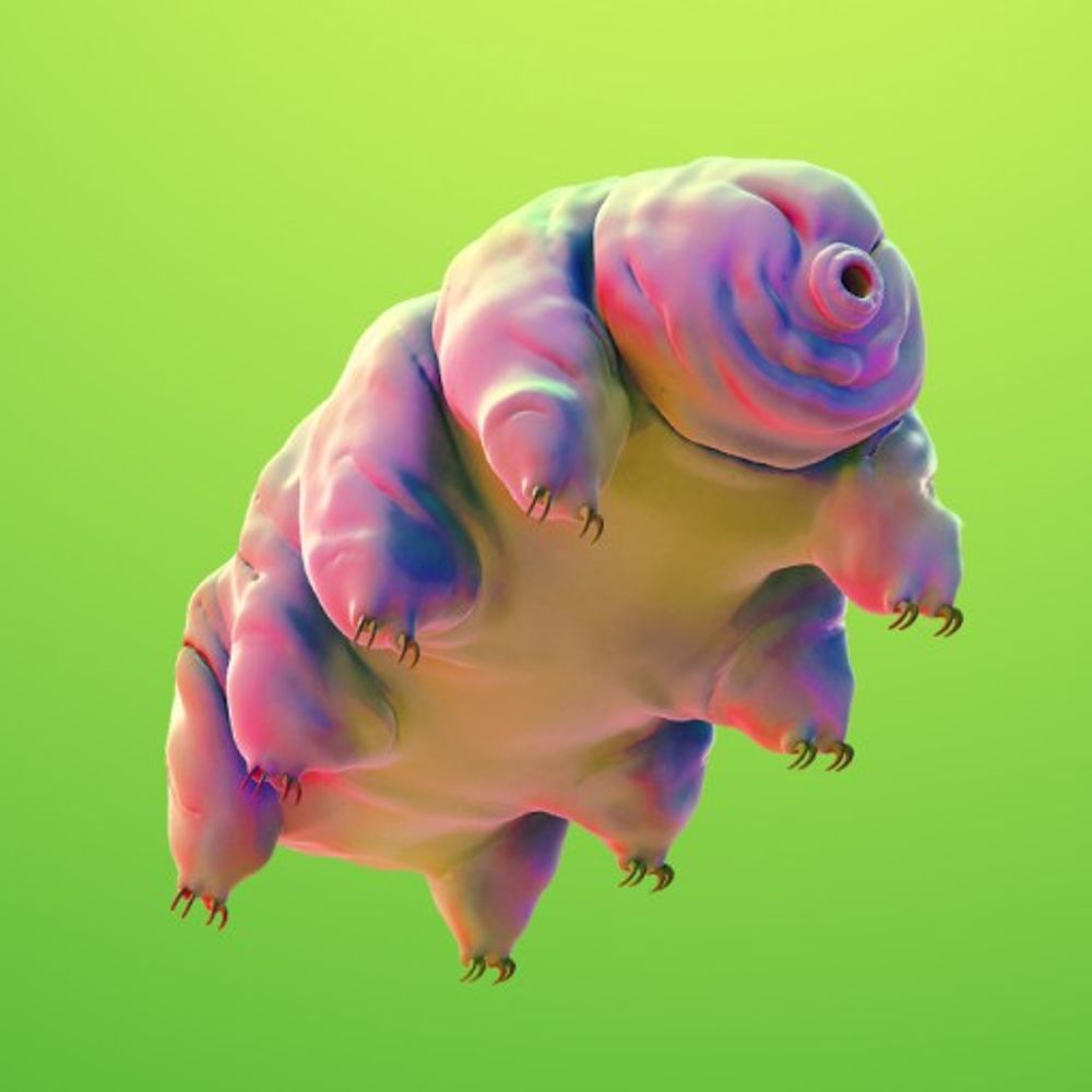 Moss Piglet