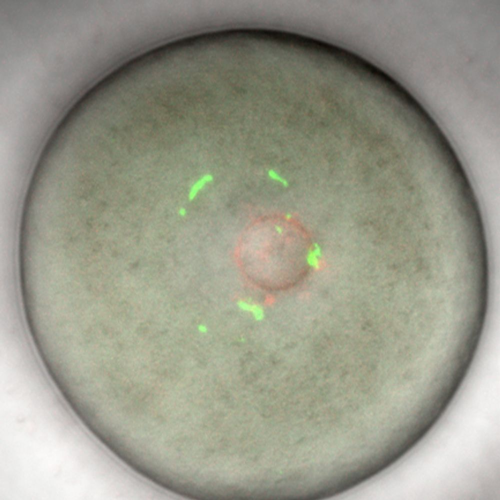 Cells, Genes and Molecules - Newcastle