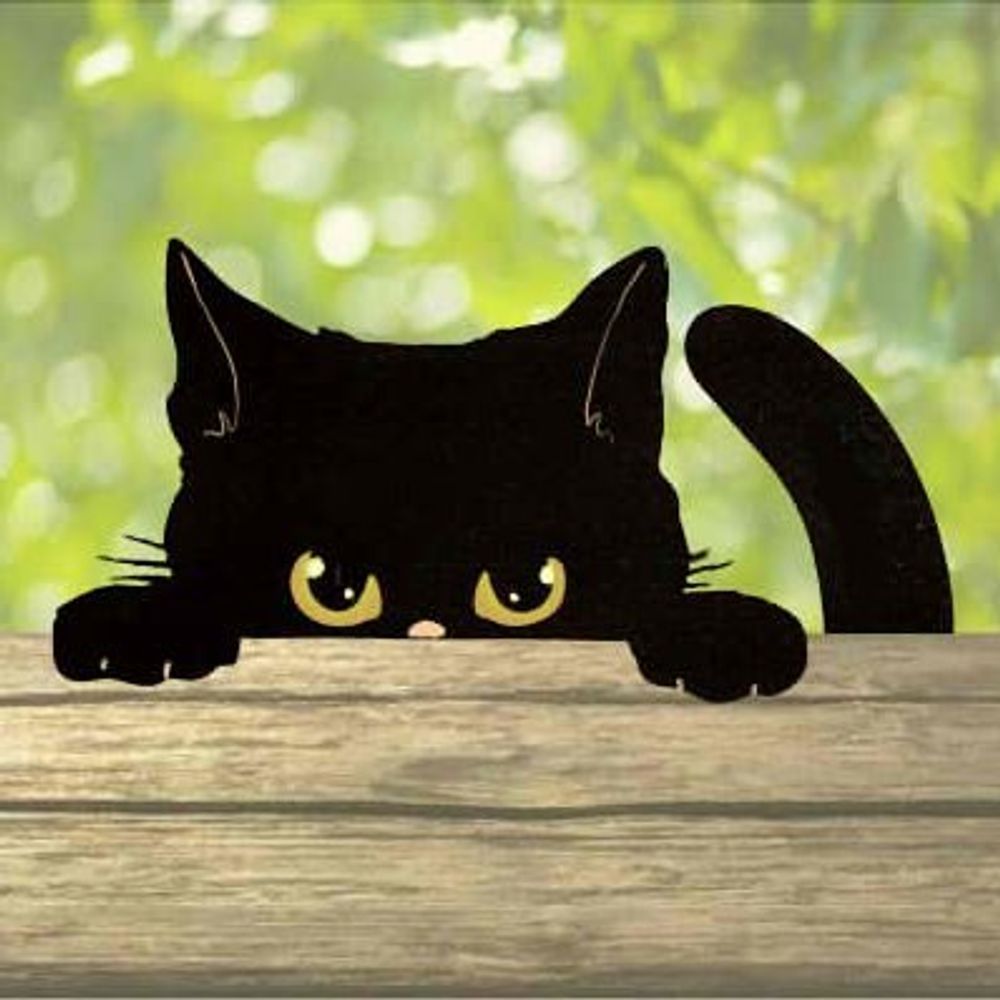 黒猫シャノ