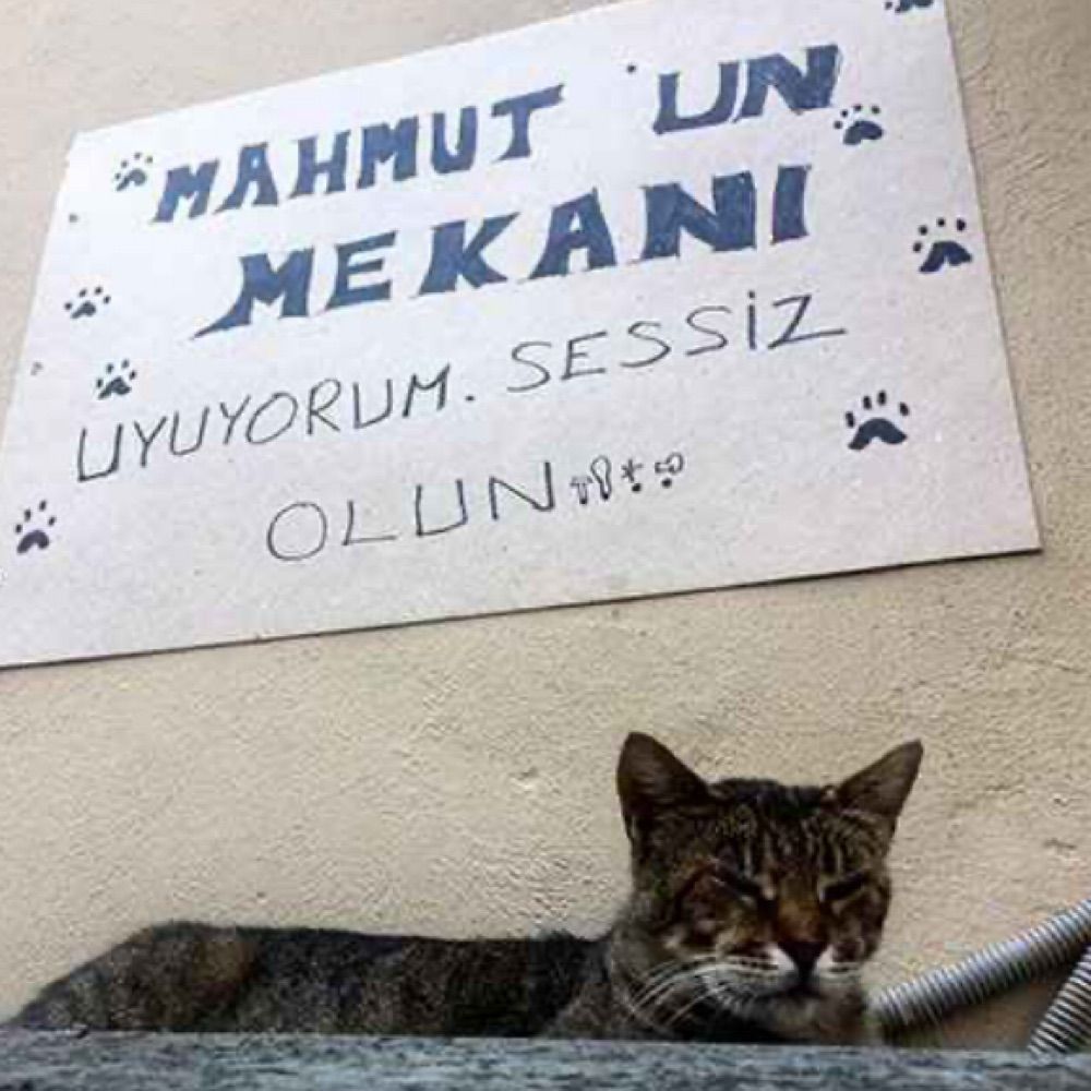 BenMahmut