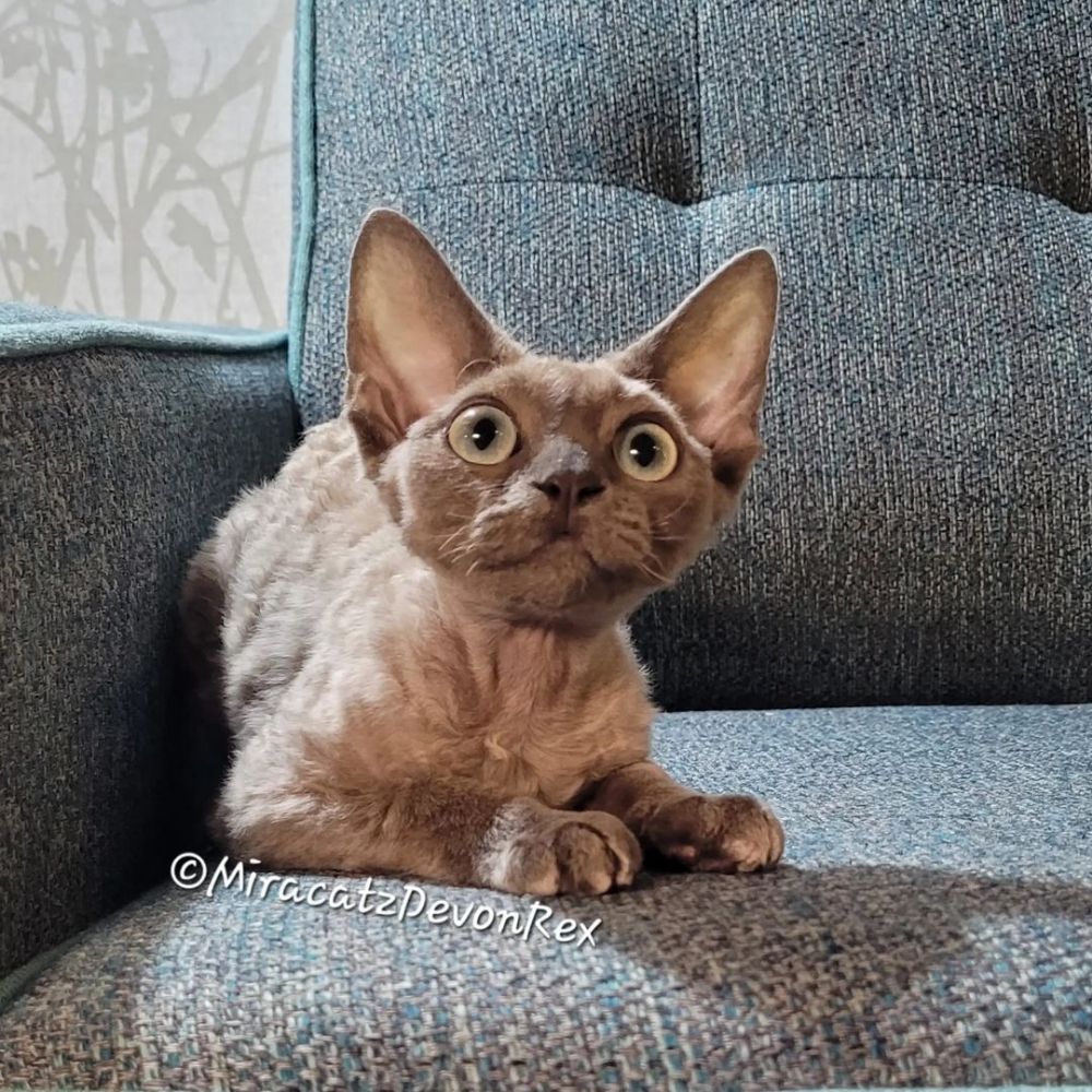 Miracatz Devon Rex & HHPs