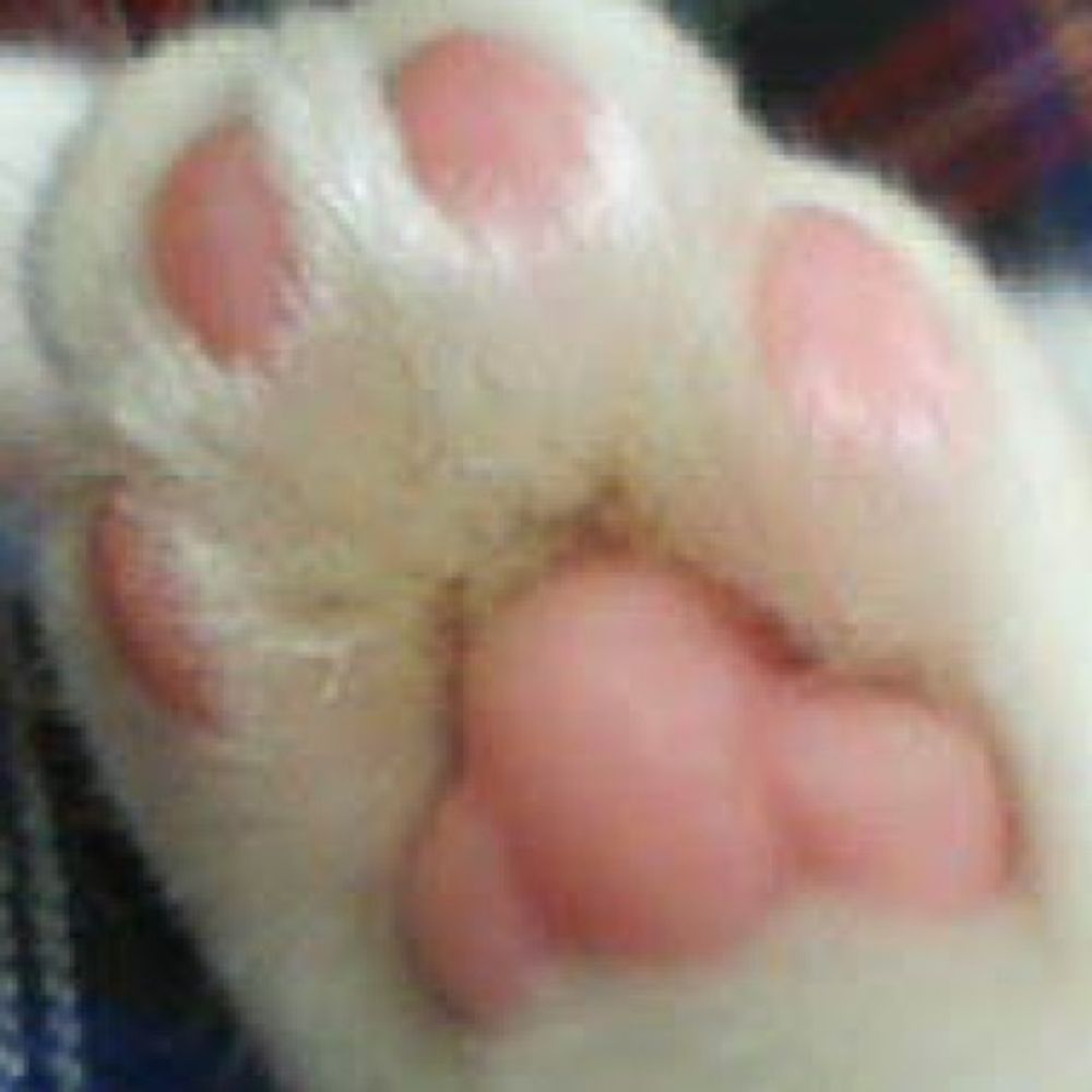 Vinci The Cat