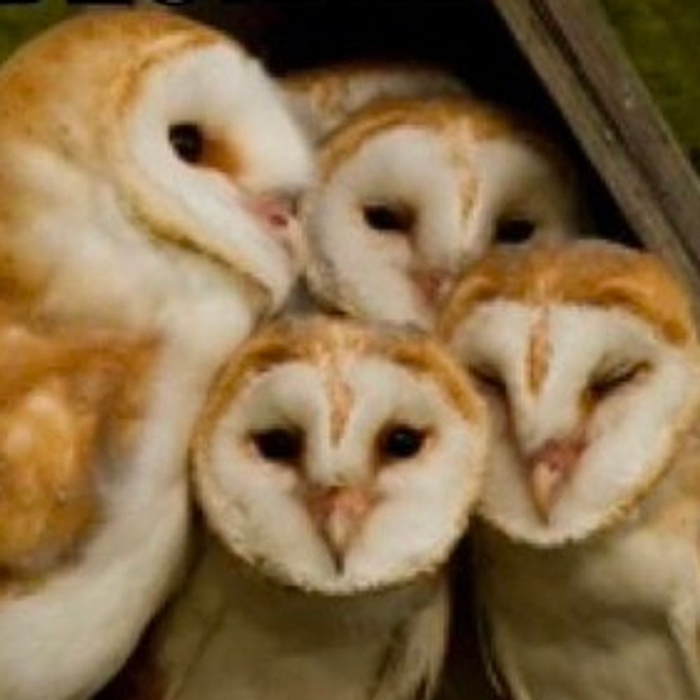 hens sway