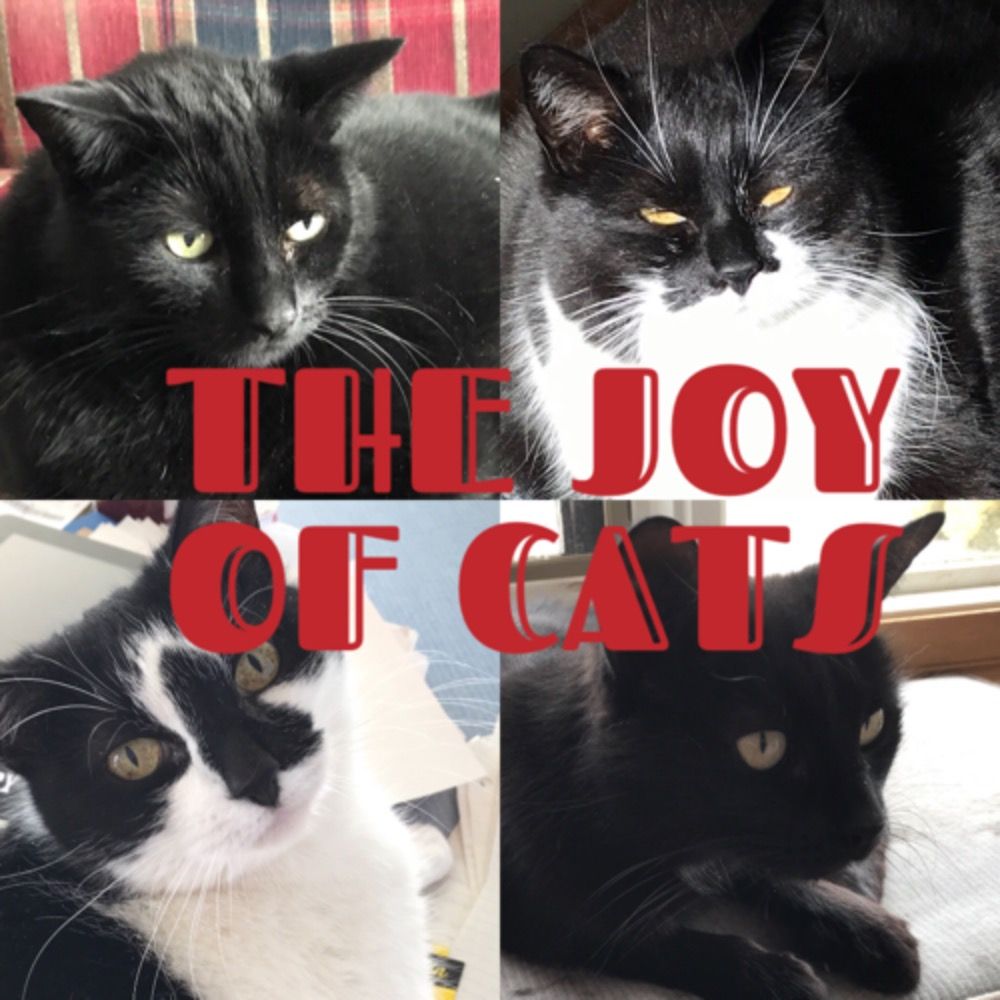 Joy Of Cats's avatar